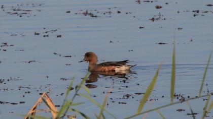 Eurasian Wigeon
