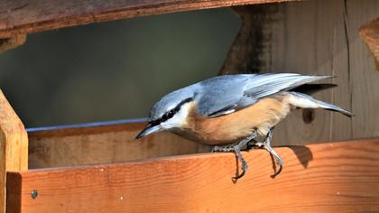 Eurasian Nuthatch