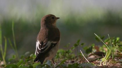 Semicollared Flycatcher