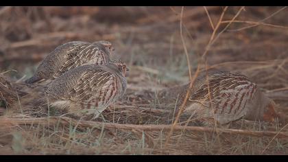 Grey Partridge