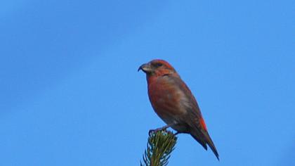 Red Crossbill