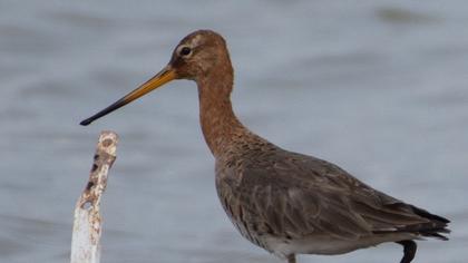Black-tailed Godwit