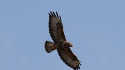 Common Buzzard