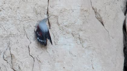 Wallcreeper