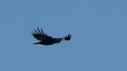 Red-billed Chough