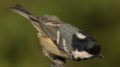 Coal Tit
