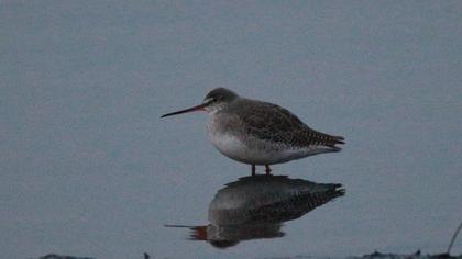 Spotted Redshank