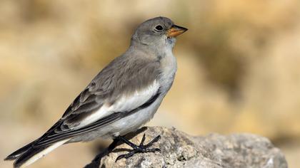 White-winged Snowfinch
