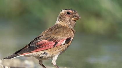 Eurasian Crimson-winged Finch