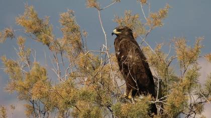 Lesser Spotted Eagle
