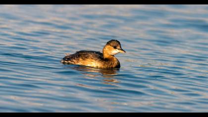 Little Grebe