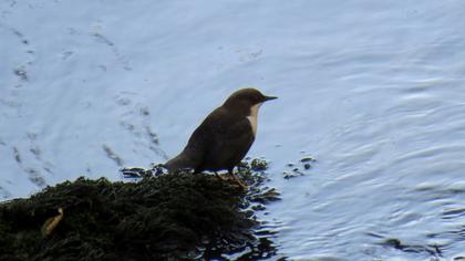 White-throated Dipper
