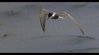 Little Tern