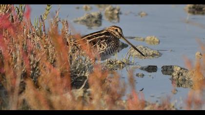 Common Snipe