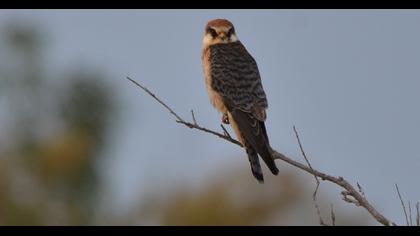 Red-footed Falcon