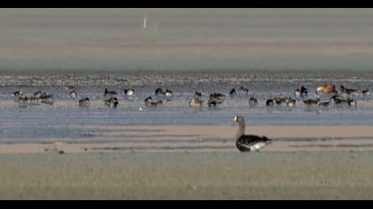 Lesser White-fronted Goose