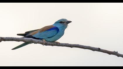 European Roller