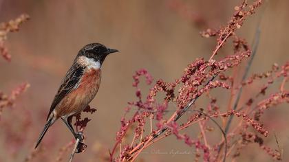 European Stonechat