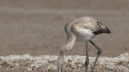 Greater Flamingo
