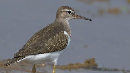 Common Sandpiper