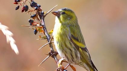 Eurasian Siskin