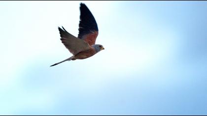Lesser Kestrel