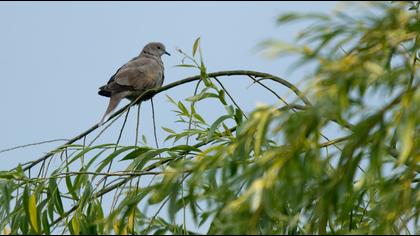 Eurasian Collared Dove