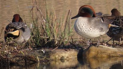 Eurasian Teal