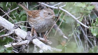 Dunnock