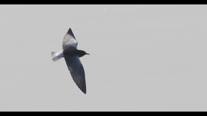 White-winged Tern