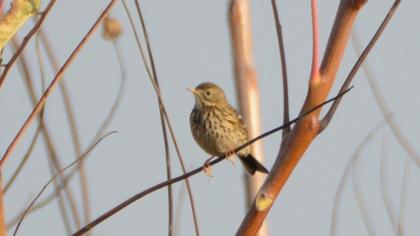 Meadow Pipit