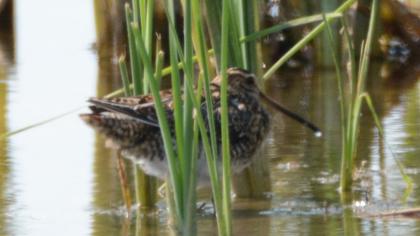 Common Snipe
