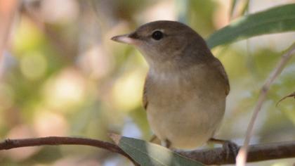 Garden Warbler