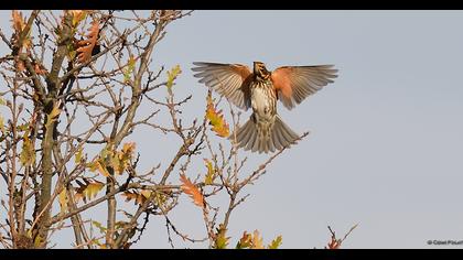 Redwing
