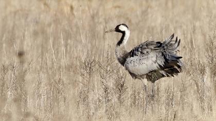 Common Crane