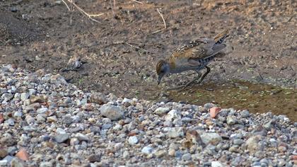 Baillon`s Crake