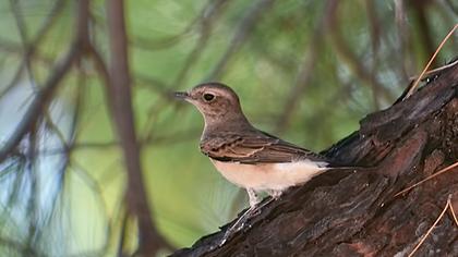 Black-eared Wheatear