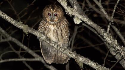 Tawny Owl