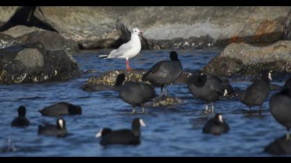 Black-headed Gull