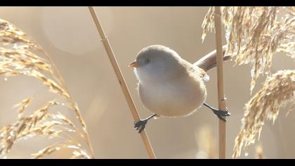Bearded Reedling