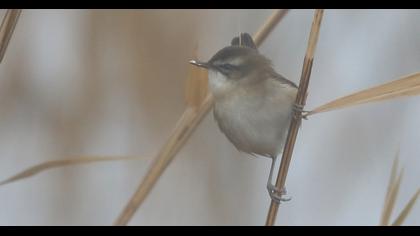 Moustached Warbler