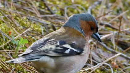 Common Chaffinch