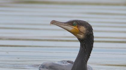 Great Cormorant