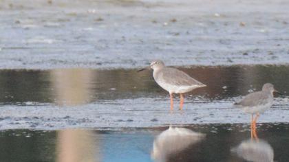 Spotted Redshank