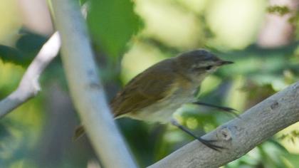 Mountain Chiffchaff