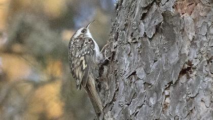 Eurasian Treecreeper