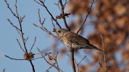 Fieldfare