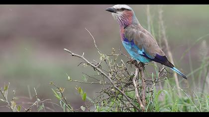 Indian Roller