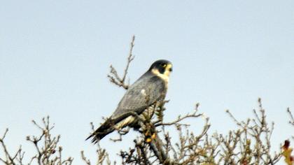 Peregrine Falcon
