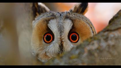 Long-eared Owl